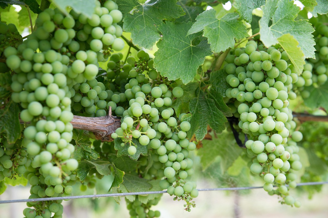 Chardonnay