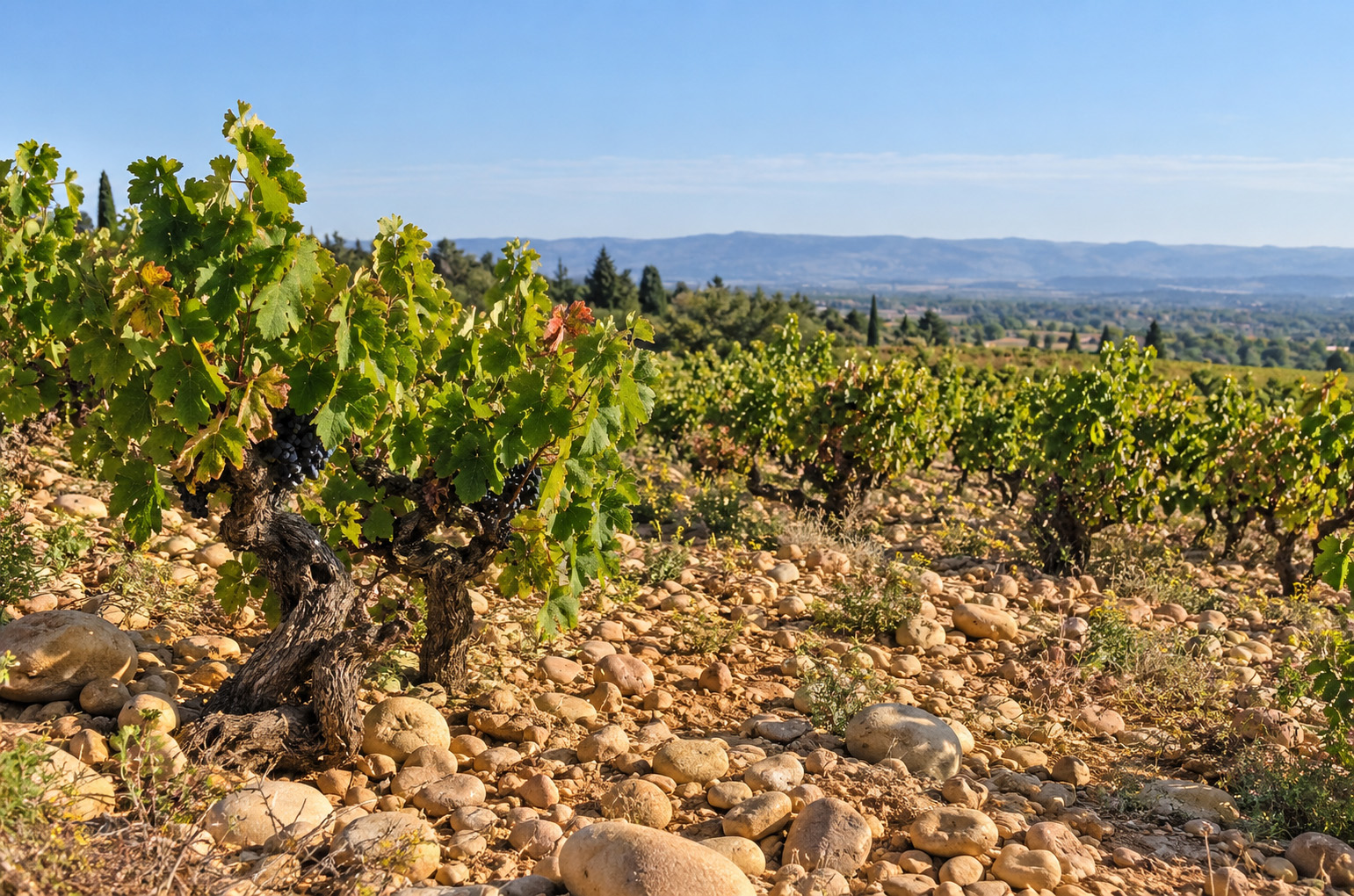 Châteauneuf-du-Pape vineyard