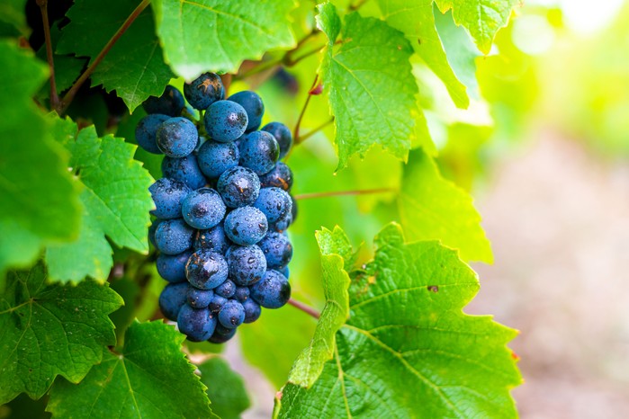 Gamay