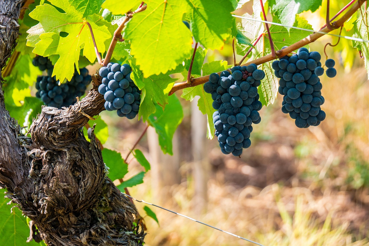 Pinot Noir