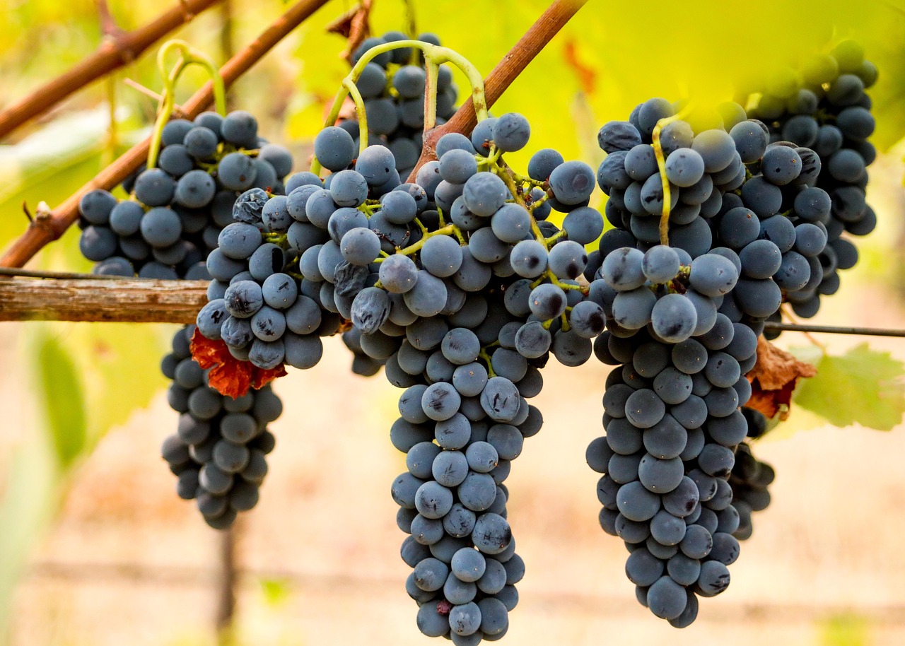 Syrah grapes, also known as Shiraz.